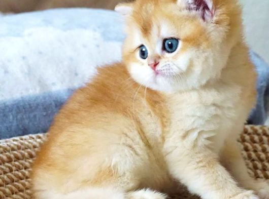 Mavi Gözlü Premium Golden British Shorthair görsel