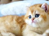 Mavi Gözlü Premium Golden British Shorthair