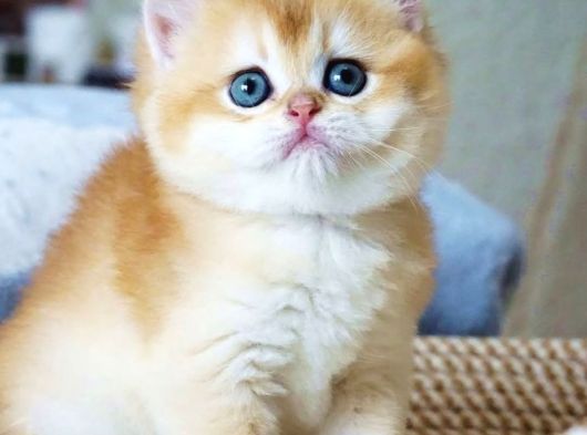 Mavi Gözlü Premium Golden British Shorthair görsel