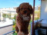 Toy Poodle Yavrularımız
