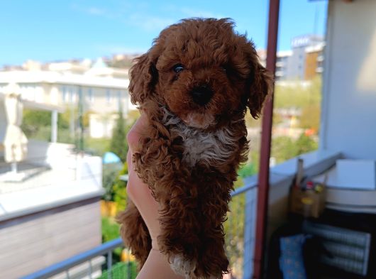 Toy Poodle Yavrularımız görsel