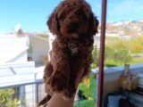 Toy Poodle Yavrularımız