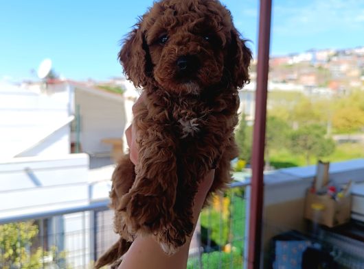Toy Poodle Yavrularımız görsel