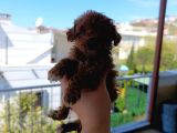 Toy Poodle Yavrularımız