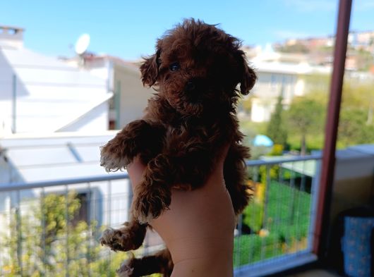Toy Poodle Yavrularımız görsel