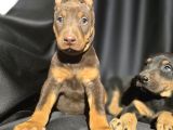 Üst Kalite Kızıl Doberman Bebekler