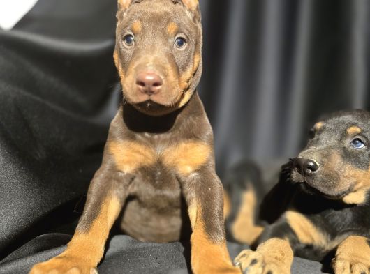 Üst Kalite Kızıl Doberman Bebekler görsel