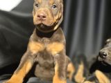 Üst Kalite Kızıl Doberman Bebekler