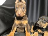 Üst Kalite Kızıl Doberman Bebekler