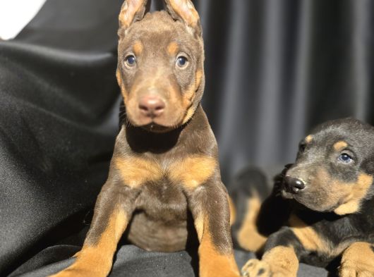 Üst Kalite Kızıl Doberman Bebekler görsel