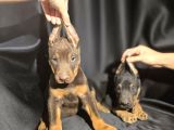 Üst kalite kızıl doberman bebekler