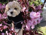 Maltipoo Yavrular  Tüy Dökmeyen Ev Yaşamına Uyumlu