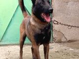 Safkan Belçi̇ka Kurdu Malinois Yavrusu - Erkek