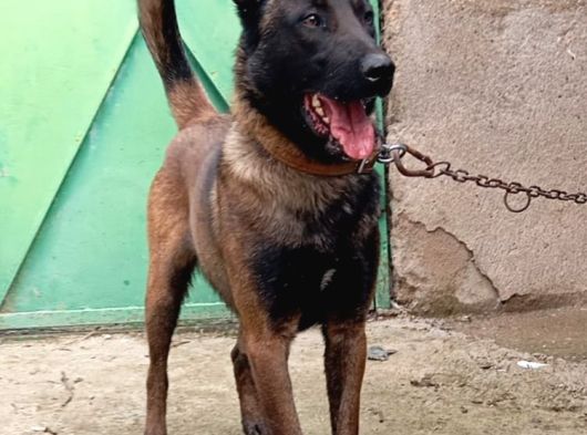 Safkan Belçi̇ka Kurdu Malinois Yavrusu - Erkek görsel