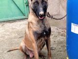 Safkan Belçi̇ka Kurdu Malinois Yavrusu - Erkek