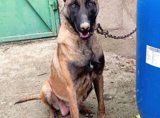 Safkan Belçi̇ka Kurdu Malinois Yavrusu - Erkek görsel