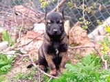 Safkan Belçi̇ka Kurdu Malinois Yavrusu - Erkek