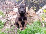 Safkan Belçi̇ka Kurdu Malinois Yavrusu - Erkek