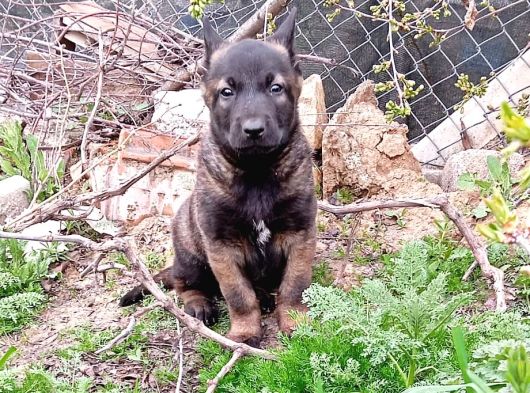 Safkan Belçi̇ka Kurdu Malinois Yavrusu - Erkek görsel