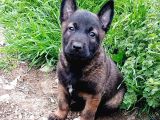 SAFKAN BELÇİKA KURDU MALINOIS YAVRUSU - ERKEK
