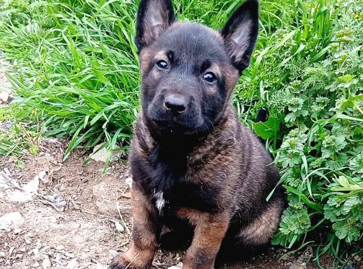 Safkan Belçi̇ka Kurdu Malinois Yavrusu - Erkek