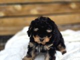 Phantom Renk Toy Poodle bebekler