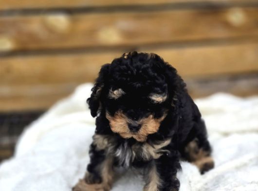 Phantom Renk Toy Poodle Bebekler