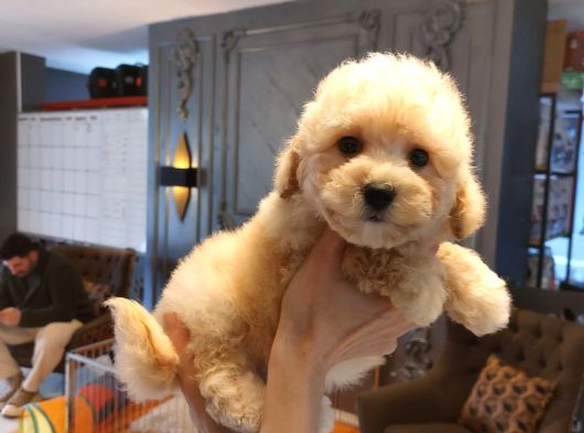 Wc Eği̇ti̇mli̇ Malti̇poo Bebekleri̇ Si̇zleri̇ Bekli̇yor görsel