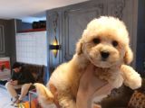 Wc Eği̇ti̇mli̇ Malti̇poo Bebekleri̇ Si̇zleri̇ Bekli̇yor