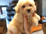 Wc Eği̇ti̇mli̇ Malti̇poo Bebekleri̇ Si̇zleri̇ Bekli̇yor