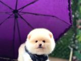 Teddy Face Pomeranian Boo