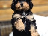 Phantom Renk Toy Poodle Bebekler