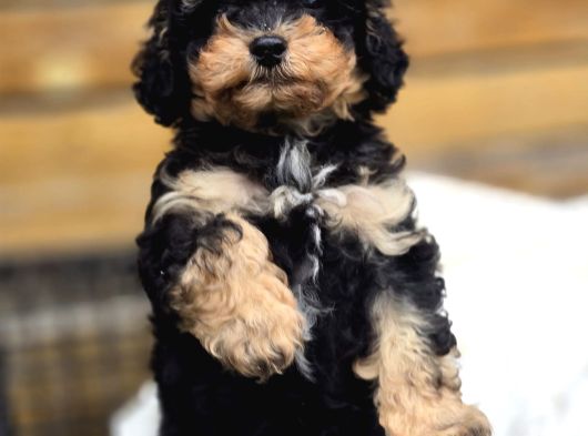 Phantom Renk Toy Poodle Bebekler görsel