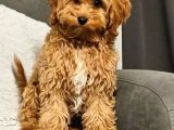 Toy Poodle Sevi̇mli̇ Yavrular Ev Üreti̇mi̇