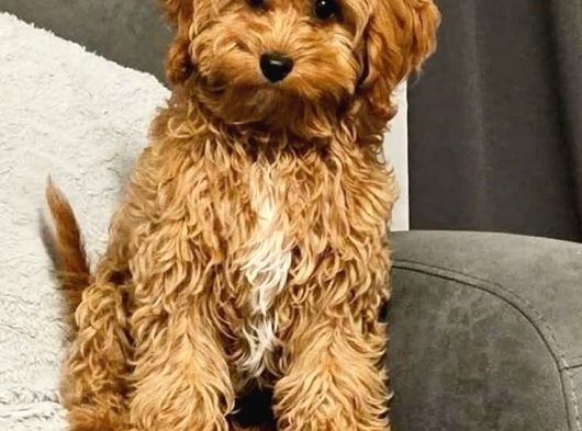 Toy Poodle Sevi̇mli̇ Yavrular Ev Üreti̇mi̇ görsel