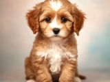 MALTİPOO CİNSİ YAVRULAR EV ÜRETİMİ