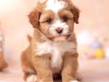 Malti̇poo Ci̇nsi̇ Yavrular Ev Üreti̇mi̇