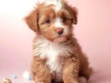 Malti̇poo Ci̇nsi̇ Yavrular Ev Üreti̇mi̇