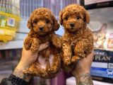 TOY POODLE SEVİMLİ YAVRULAR EV ÜRETİMİ