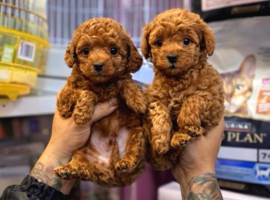 Toy Poodle Sevi̇mli̇ Yavrular Ev Üreti̇mi̇