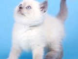 Mavinin Büyüsü Blue Point British Shorthair