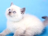 Mavinin Büyüsü Blue Point British Shorthair