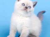 Mavinin Büyüsü Blue Point British Shorthair