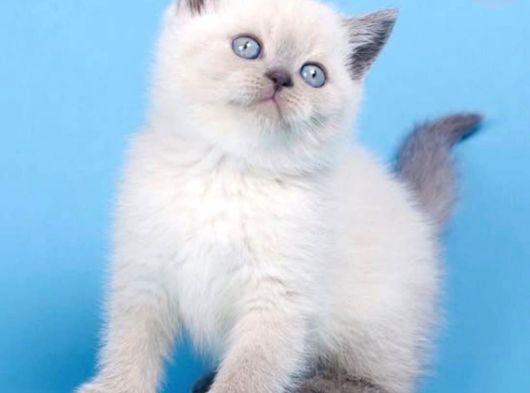 Mavinin Büyüsü Blue Point British Shorthair