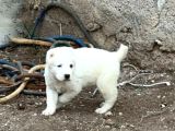 Türki̇yeni̇n En Güzel Alabai̇ Yavrulari