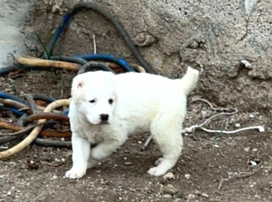Türki̇yeni̇n En Güzel Alabai̇ Yavrulari görsel