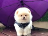 Teddy Face Pomeranian Boo