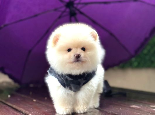 Teddy Face Pomeranian Boo görsel