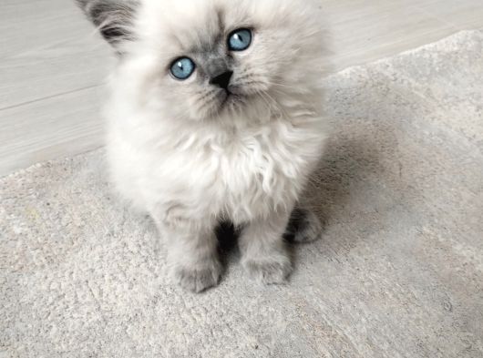 Mükemmel A Kalite British Longhair Yavrumuz görsel