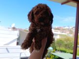 Toy Poodle Yavrularımız